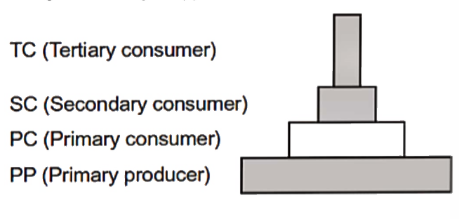 The given ecological pyramid is TC (Tertiary consumer)   SC (Secondary consumer)   PC (Primary consumer)   PP (Primary producer)
