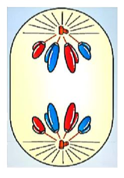 The figure given below represents the stage of cell division. Read the following statements.      (i) Nucleolus, Golgi complex and ER reform.   (ii) Chromatids move to the opposite pole.   (iii) The activity of the recombinase enzyme.   (iv) Homologous chromosomes separate while sister chromatids associated at their centromere.   (v ) Initiation of the assembly of the mitotic spindle.    How many of the above statements is not true with respect to the above figure