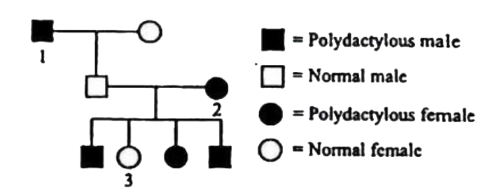 In humans, polydactyly (i.e. presence of extra fingers and toes) is determined by a dominant autosomal allele (P) and the normal condition is determined by a recessive allele(p). Find out the possible genotypes of family members 1,2 and 3 in the given pedigree.