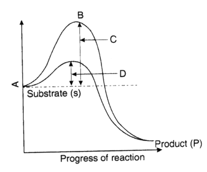 Study the following graph of the concept of activation energy given below. Select the correct option for stages labeled A to D