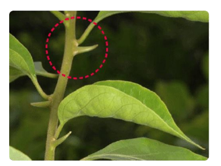 Axillary buds in the given figure of Bougainvillea gets modified into .