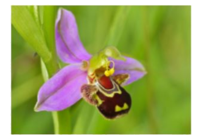 Pollination in Ophrys, a Mediterranean orchid (see figure below) occurs by