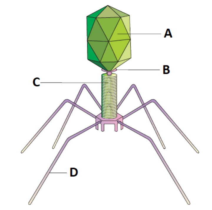 Identify A,B,C and D parts in this diagram of bacteriophage