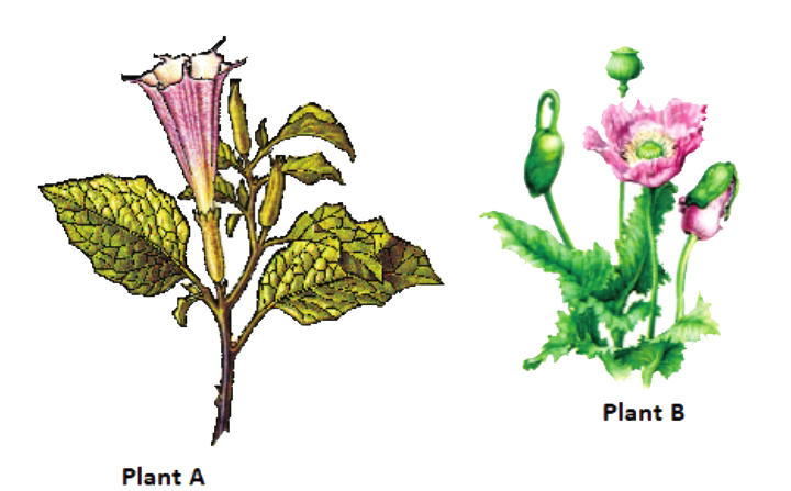 Identifiy the given plants: