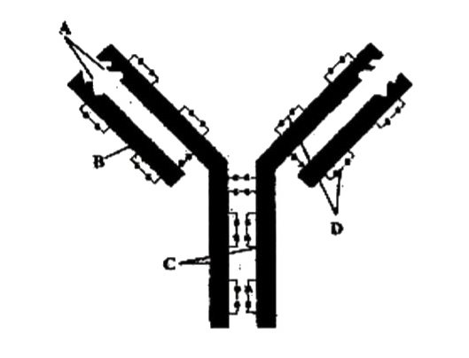 Choose the option which rightly labells A,B, C andD in the figure given