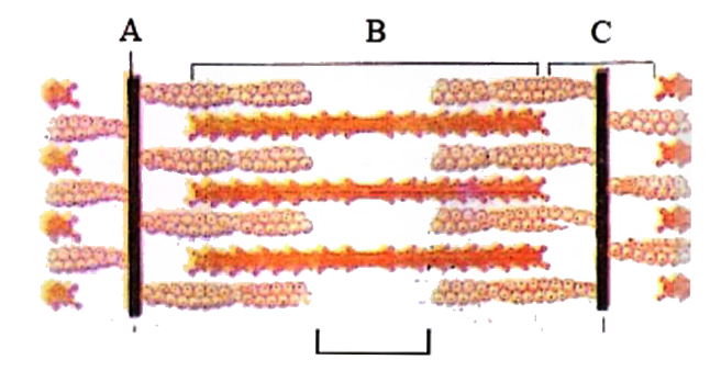 Given below is the diagrammatic representation of a sarcomere. Mark the option with a correct description of the structure labelled as A, B ,C and D in the same.