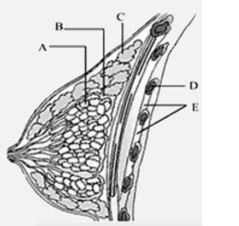 Diagrammatic section of the mammary gland in given.      Select the incorrect option.