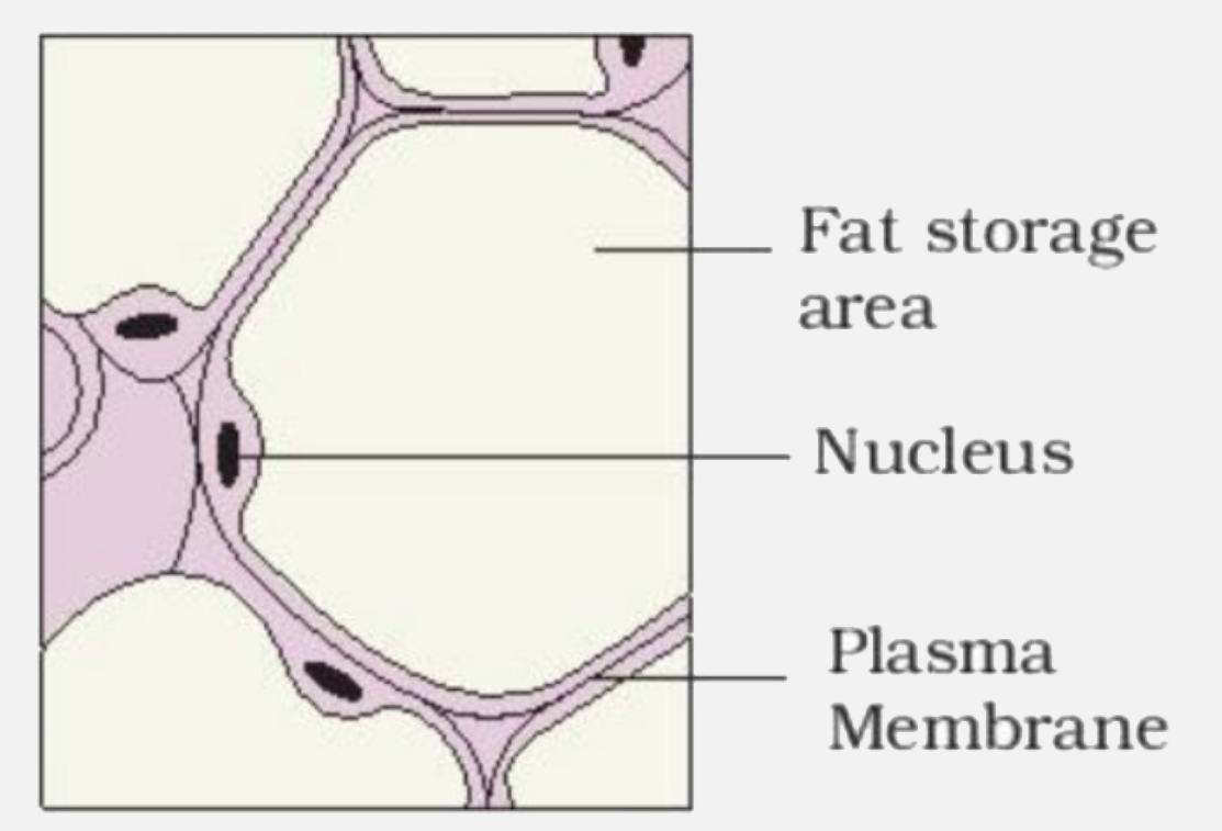 adipose tissue diagram