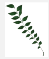 A compound leaf is shown in the diagram.      Select the option with correct identification of the type of leaf and its example.