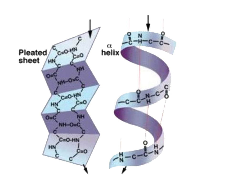 The structure shown below is made up of two strands of long chanins of amino acids.      What does it depict ?