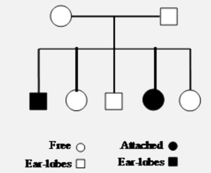 Given below is a pedigree chart of a family with five children. It shows the inheritance of attached earlobes as opposed to the free ones. The squares represent the male individulas and circules the female individuals. Which one of the following conclusions drawn is correct?