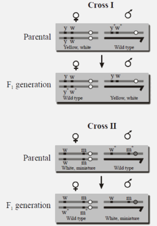 The figure shows the experiment of T.H Morgan on the linkage. If in cross-I, genes are tightly linked and in cross-II, genes are loosely linked then what will be the percentage of recombination produced in cross-I and cross-II respectively?