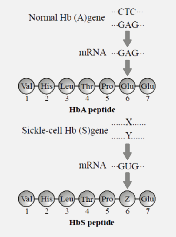 Given below is a diagram related to sickle-cell anaemia, which provides immunity to malarial parasite. Identify X, Y and Z in the given diagram.