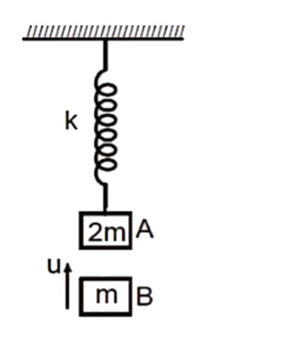 A block A of mass 2m is hanging from a vertical massless spring of spring constant k and is in equilibrium. Another block B of mass m strikes the block A with velocity u and sticks to it as shown in the figure. The magnitude of the acceleration of the combined system of the blocks just after the collision is
