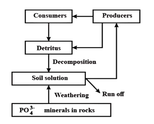 Given below is a phosphorus cycle. Select the incorrect statements from the following:      (i) It represents phosphorus cyclic in an aquatic ecosystem.   (ii) It represents phosphorus cyclic in a terrestrial ecosystem.   (iii) The natural reservoir of phosphorus is forest ecosystem.   (iii) The natural reservoir of phosphorus is forest rocks.   (iv) There is a respiratory release of phosphorus into the atmosphere.   (v) Gaseous exchange of phosphorus between organisms and the environment does not occur.