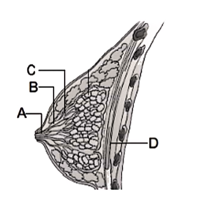 Given below is a diagrammatic sectional view of the mammary gland. Select the option which indicates the correct labeling.   .