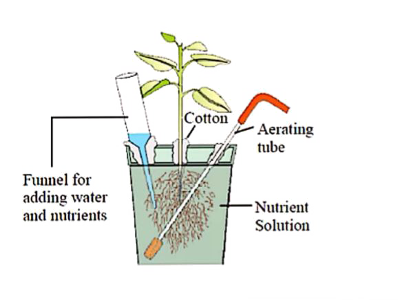Below diagram showing a technique for the culture of plants. This technique has been successfully employed for the production of which of the following?