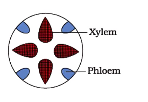 Conjoint and closed vascular bundles with no phloem parenchyma are observed  in:
