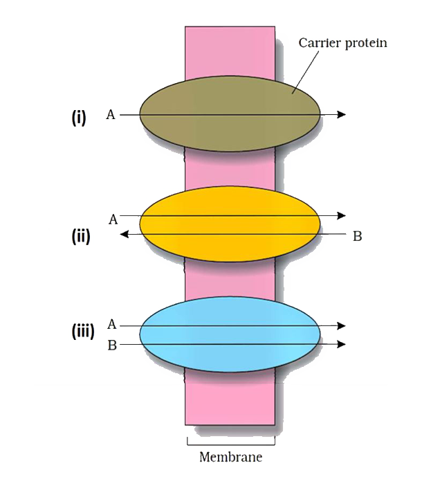 Identify the type of transport labelled (i), (ii) and (iii) in the diagram given below: