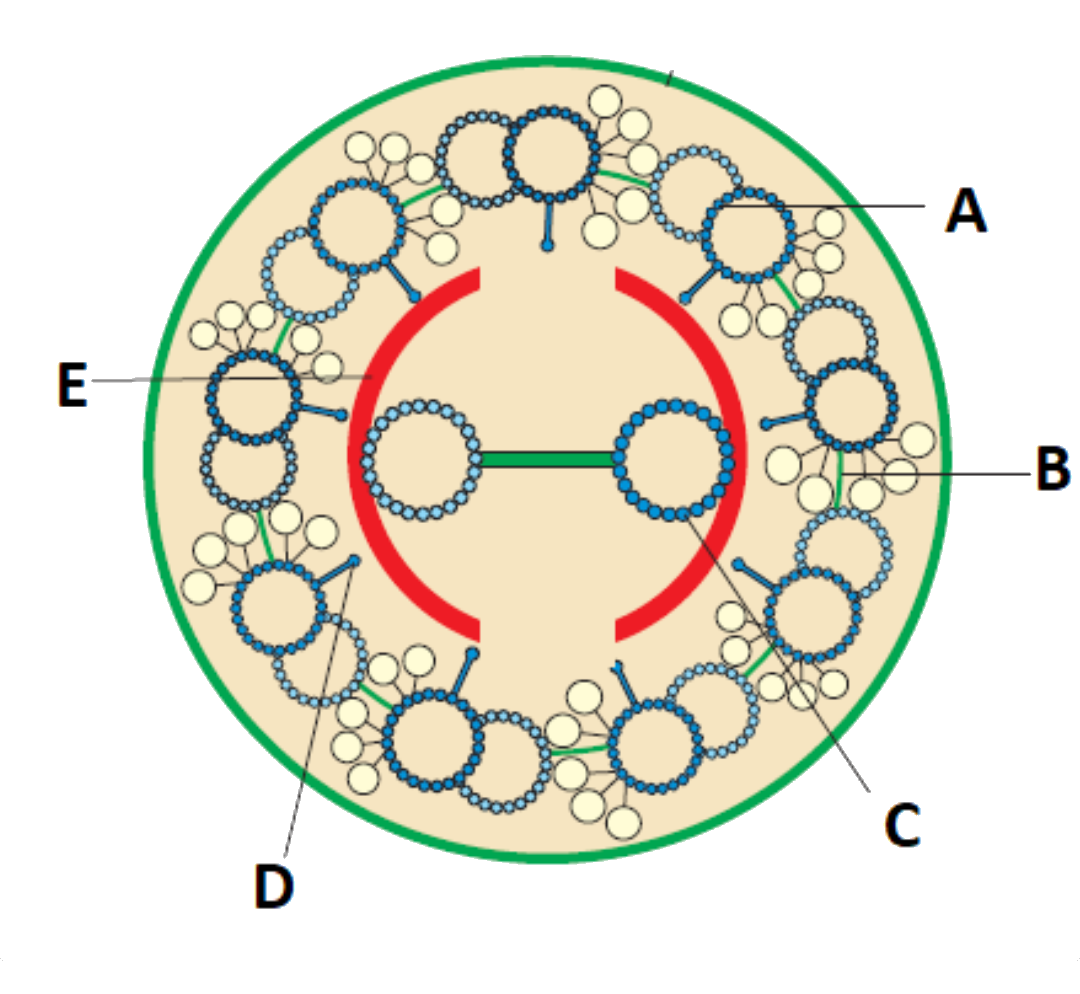 Identify parts labeled A - E in the given figure.