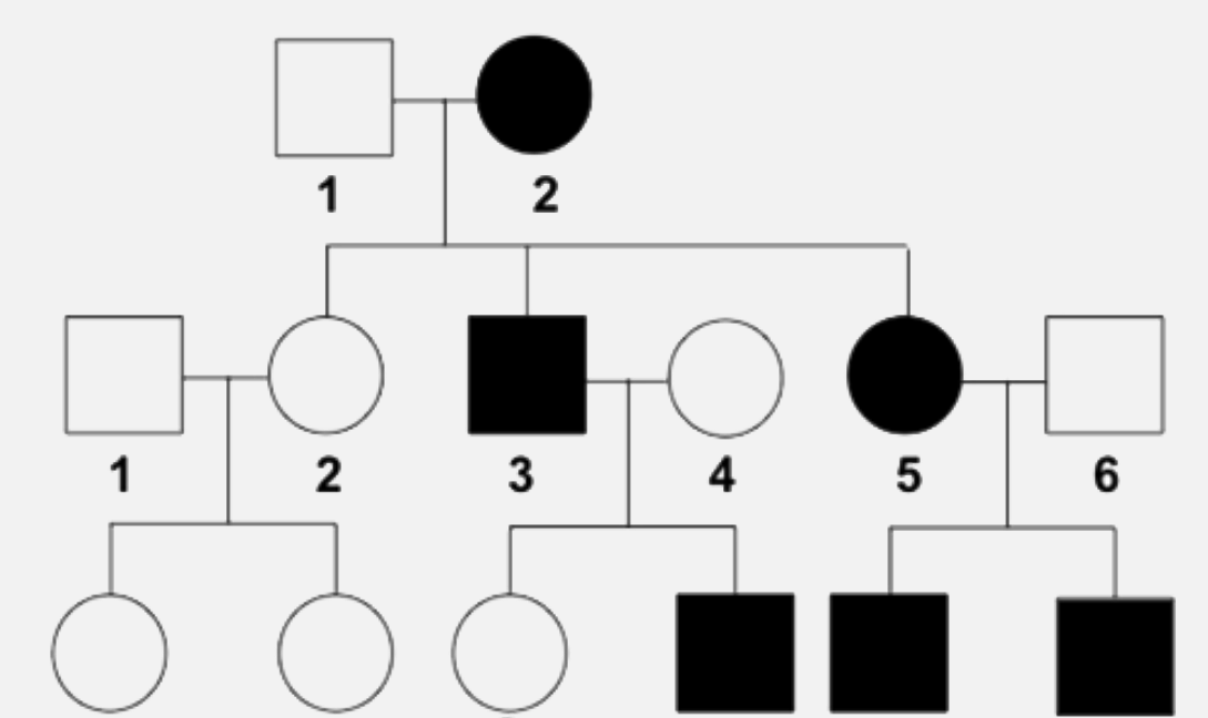 Analyze the given pedigree chart and select the option that is correct regarding it.