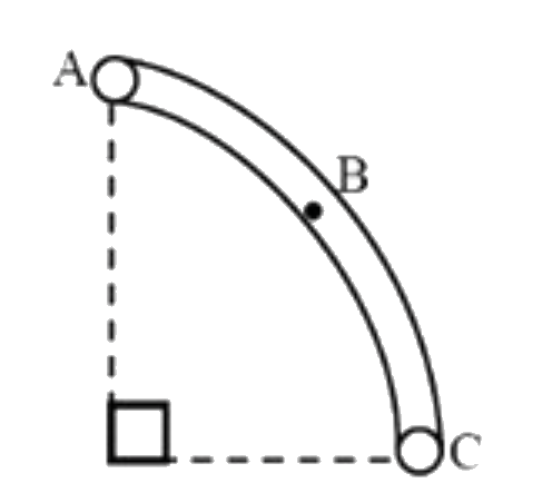 The tube AC forms a quarter circule in a vertical plane. The ball B has an area of cross - section slightly smaller than that of the tube and can move without friction through it. B is placed at A and displaced slightly. It will