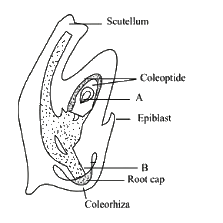 In the L.S. of an embryo of grass, the labels A and B are:    (a) A-Shoot apex, B-Radicle 

(b) A-Root cap, B-Radicle 

(c) A-Shoot apex, B-Epiblast 

(d) None of these