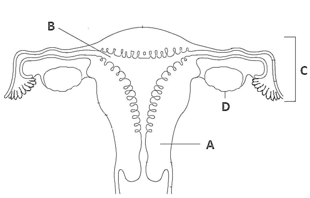 Refer to the given figure of the female reproductive system and choose the correct option.