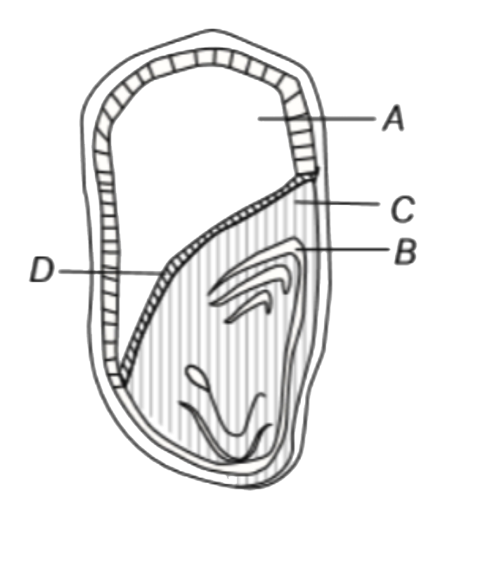 Given below is a diagram of maize grain. Label the missing parts with the correct options    (a) A -Endosperm, B - Coleoptile, C - Scutellum , D - Aleurone layer 

(b) A - Cotyledon , B - Coleoptile, C - Scutellum , D - Epithelium 

(c) A - Endosperm, B - Coleorhiza, C - Scutellum , D - Epithelium 

(d) A - Endosperm, B - Coleoptile, C - Scutellum , D- Radicle