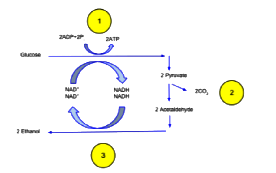 The diagram represents ethanol fermentation , Identity the labeling 1,2 and 3