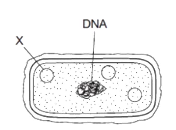 The diagram shows the structure of a bacterial cell.      The presence of structure C in the bacterial cell is one reason why bacteria are used in genetic engineering . In the cloning vector pBR322, which gene is responsible for the replication of structure X ?