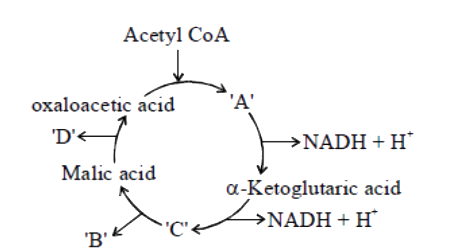(i) Label, A , B, C and D   (ii) How many CO2 evolve between A nad malic acid?   Choose the correct option from the following regarding answers of the above questions.