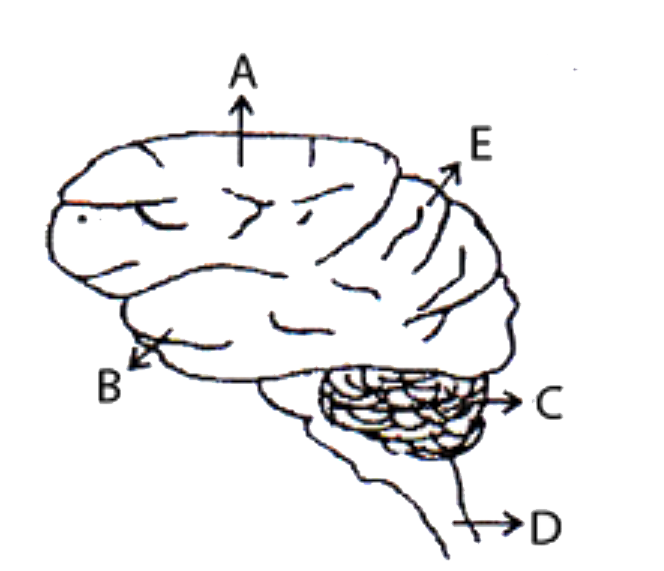 Buy Anatomical Brain Print Pointillism Anatomy Medical Art Neuroscience Pen  Drawing Hand-drawn Drawing Print Online in India - Etsy