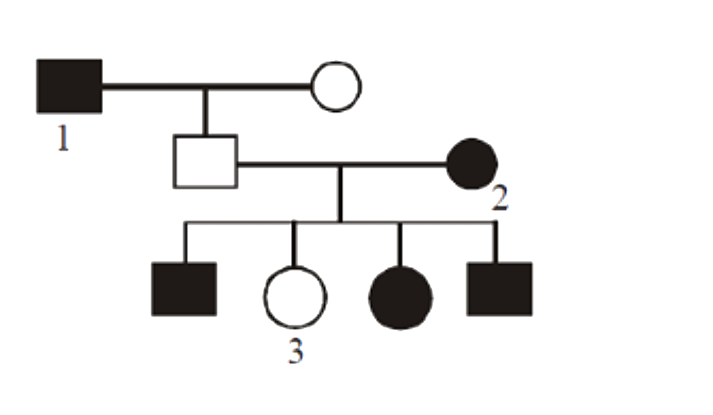 Given below is  a pedigree showing the inheritance of an autosomal dominant disorder.      The genotypes of person 1, 2 and 3 in this family tree are: