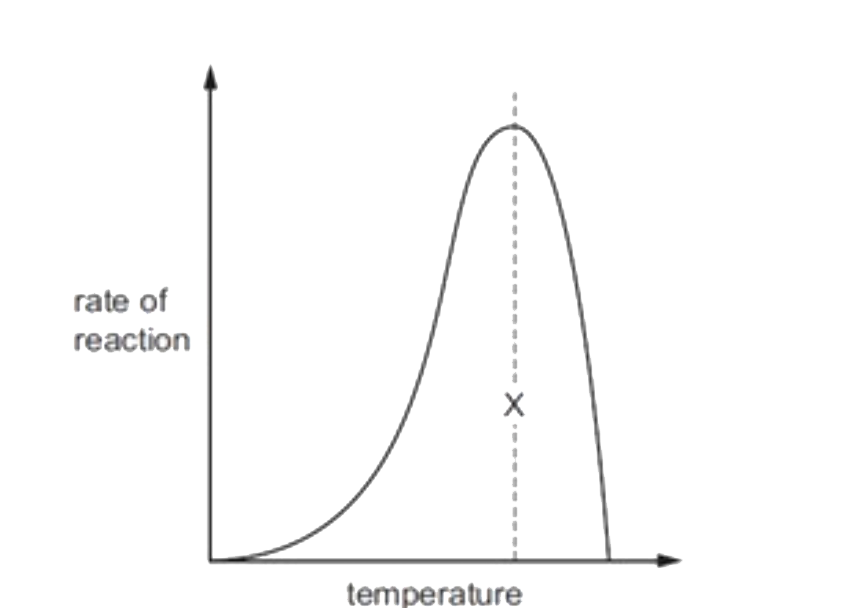 The graph shows the effect of temperature on the rate at which the enzyme in a biological washing powder digests and removes fruit juice stains .      Which statements explain the shape of the graph at temperatures higher than X ?   I. Bonds are broken between the R groups of the amino acids in the polypeptide chains of the enzyme.   II. There are more collisions between the enzyme and its substrate.   III. The tertiary structure of the enzyme is altered.   Iv. The shapes of the active site and the substrate are no longer complementary .