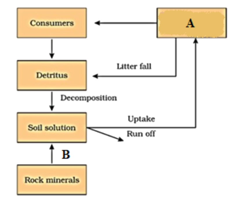This flowchart is a simplified model of Phosphorous cycle . Identify labeling A and B.