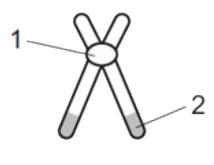 The figure below represents the structure of the chromosome      Select the correct option regarding the structure.