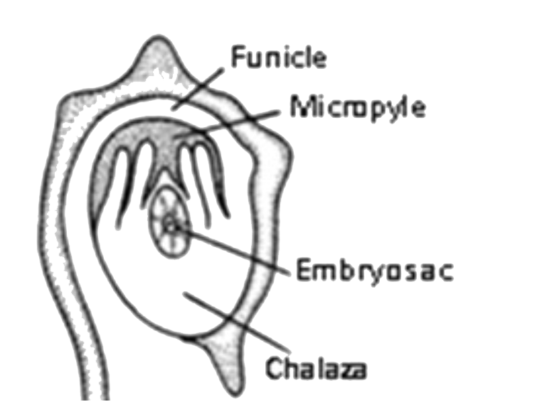 The type of ovule depicted in this diagram is