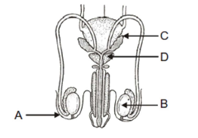 Identify A,B,C and D in a given diagram and select the correct statement .      a. i=a is homologous to the labia majora of female   b. is a male primary sex organ that produces male gamete and secretes produces male gamete and secretes gonadotropic hormones   c. C is a male accessory gland that forms 60-70 % the volume of semen   d.D is also male accessory gland and its secretion helps in activation of sperms