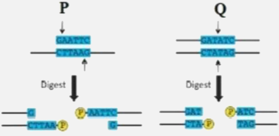Analyze the action of restriction endonuclease in the given below diagram represented as P and Q .