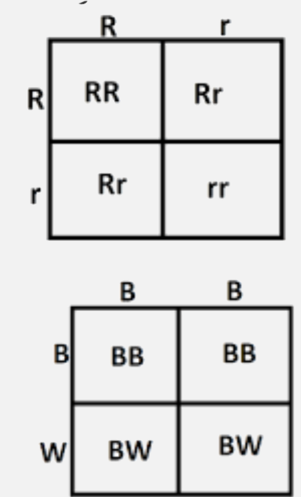 The given below punnet squares represents