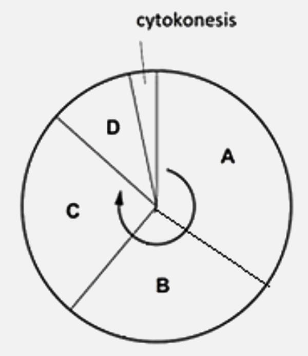 The diagram shows the cell cycle. During which phase do chromosomes condense and become visible ?