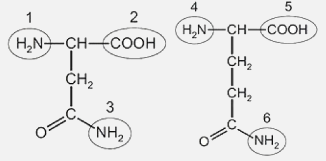 The diagrams show the structures of two amino acids, each of which has two amine (-NH2)  Group .      A peptide bond is formed between the two amino acids. Which groups could from the peptide bond ?