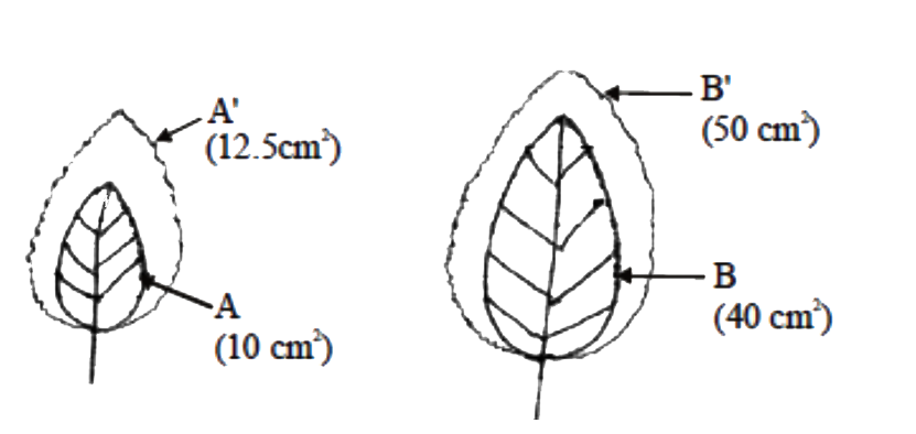 In the below diagrams, A and B are initial areas of leaves. A ' and B are areas of leaves after growth . Which of the following is correct ?