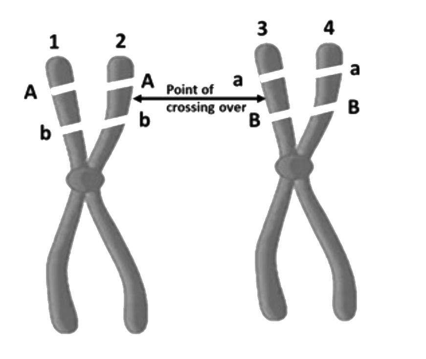 Two homologous chromosomes are depicted in the diagram given below. Crossing over occurs between chromatid 2 and chromatid 3 at the point as depicted .      The gametes produced as a result of this crossing over will be