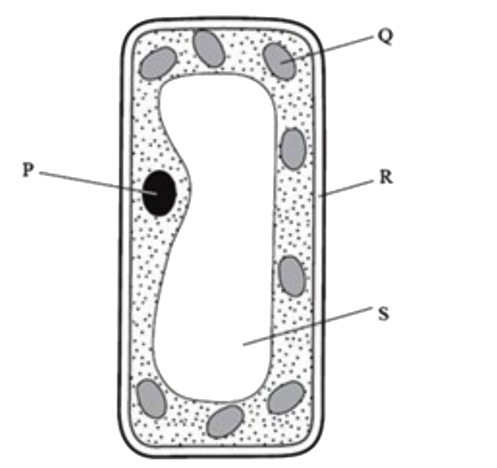 The picture below is a microscopic image of a plant cell found in the leaf. In this cell, identify the labelled part that helps with storage of material in the cell.