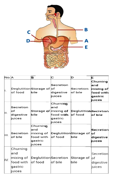 Identify the functions of the parts labelled as A, B,C and E in the given figure . Select the correct option after referring to the given table.