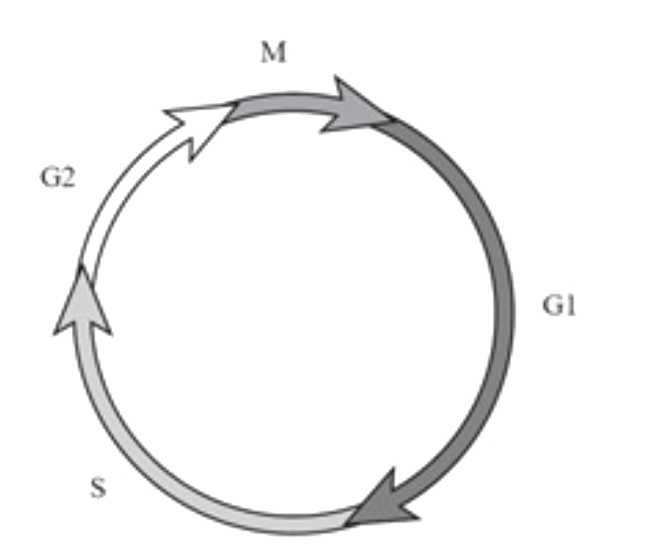 The below image summaries the cell cycle of a typical eukaryotic cell. Using the image as a reference, determine the activities occurring at the G1  Phase of the cell cycle .