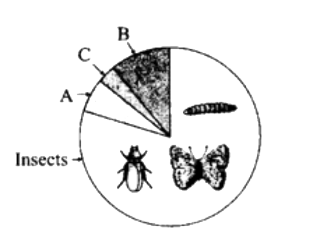 Identify A, B and C regarding the pattern of invertebrate global biodiversity in the figure given below.
