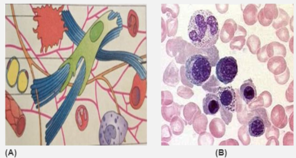 Identify these connective tissue (A) and (B) and their location in the body.